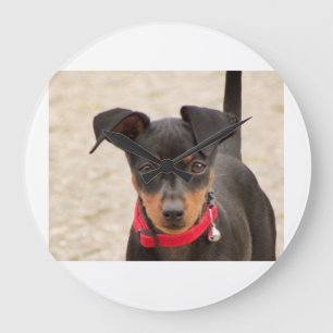 miniatyr-pinscher-svart och rost stor klocka