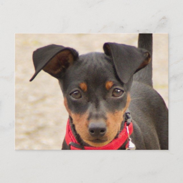 miniatyr-pinscher-svarten och rostar vykort (Framsida)