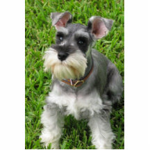 Miniatyr Schnauzer 3-D figurine