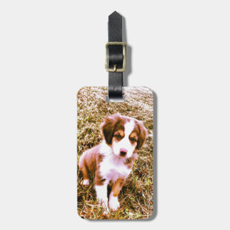 Miniatyraustralian shepherd! Mini- Aussie valp! Bagagebricka
