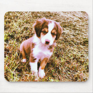 Miniatyraustralian shepherd! Mini- Aussie valp! Musmatta