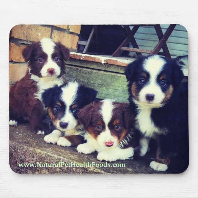 Miniatyraustralian shepherdvalp Mousepad Musmatta (Framsidan)
