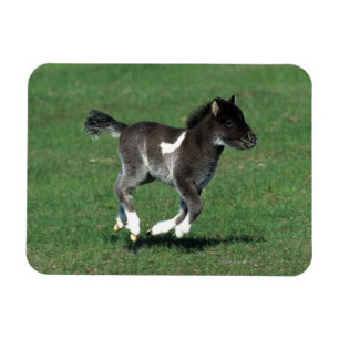 Miniatyrfölspring Magnet