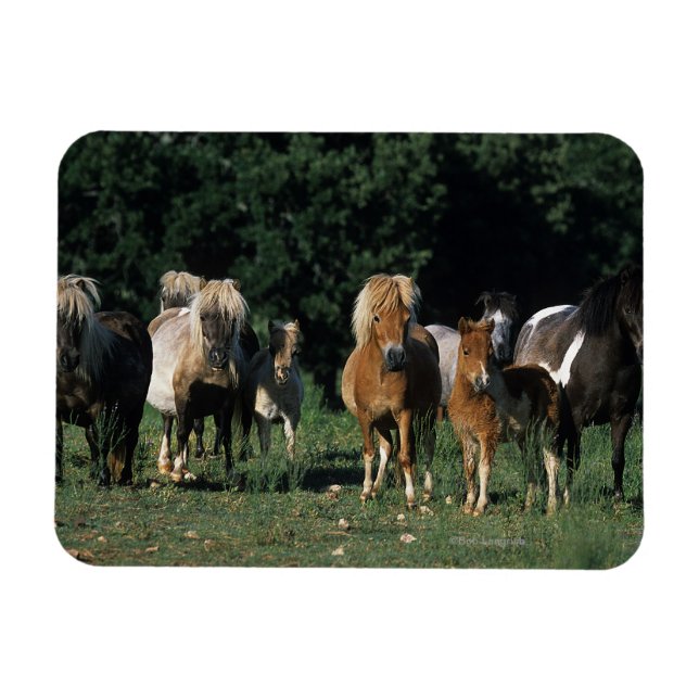 Miniatyrgrupp Magnet (Horisontell)