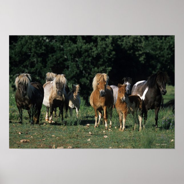 Miniatyrgrupp Poster (Framsidan)