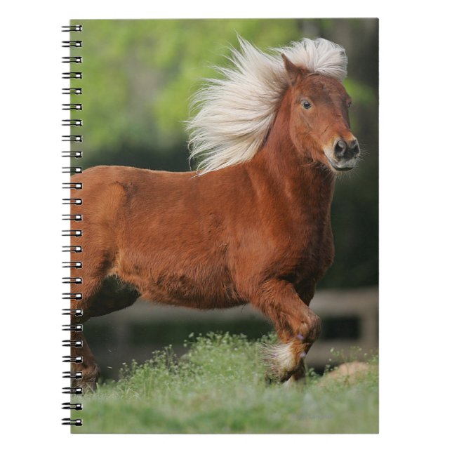 Miniatyrhästanseende Anteckningsbok Med Spiral (Framsidan)