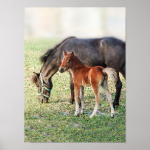 Miniatyrhästföl - skräddarsy Colt & ungsto Poster