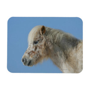 MiniatyrhästHeadshot Magnet
