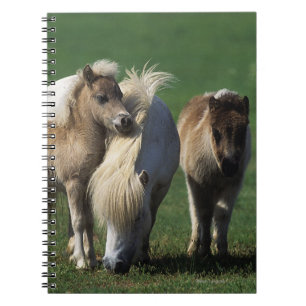 MiniatyrMare & föl 1 Anteckningsbok