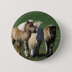 MiniatyrMare & föl 1 Knapp
