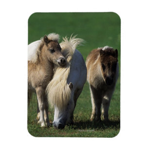 MiniatyrMare & föl 1 Magnet