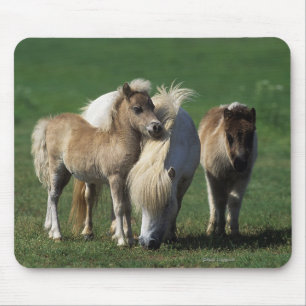 MiniatyrMare & föl 1 Musmatta
