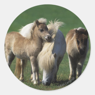 MiniatyrMare & föl 1 Runt Klistermärke