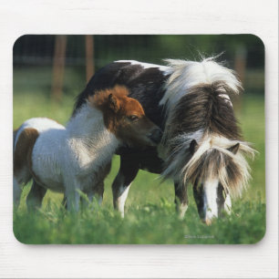 MiniatyrMare & föl 2 Musmatta