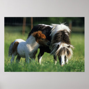 MiniatyrMare & föl 2 Poster