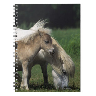 MiniatyrMare & föl 3 Anteckningsbok