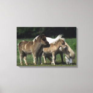 MiniatyrMare & föl 3 Canvastryck