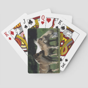 MiniatyrMare & föl 3 Casinokort