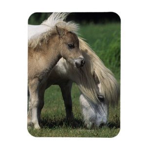 MiniatyrMare & föl 3 Magnet