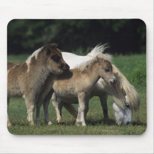 MiniatyrMare & föl 3 Musmatta