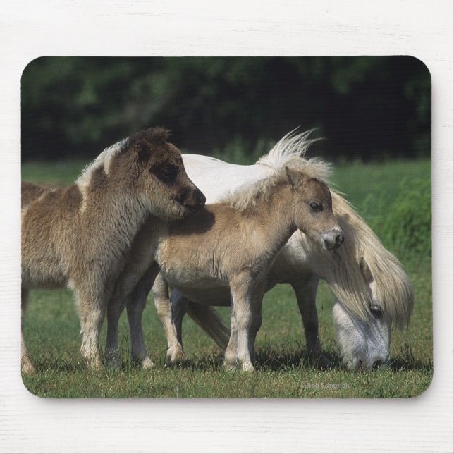 MiniatyrMare & föl 3 Musmatta (Framsidan)