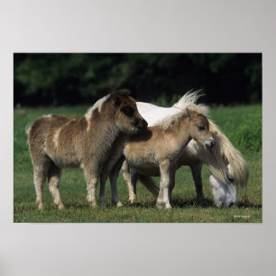 MiniatyrMare & föl 3 Poster