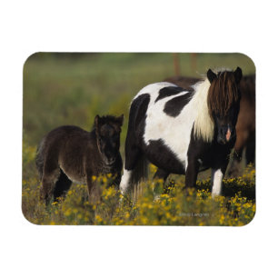 MiniatyrMare & föl i blommorna Magnet