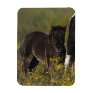 MiniatyrMare & föl i blommorna Magnet