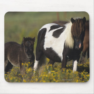 MiniatyrMare & föl i blommorna Musmatta
