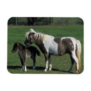 Miniatyrmare- & fölanseende magnet