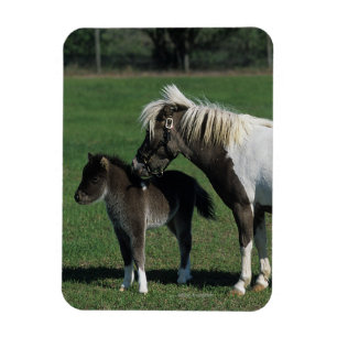Miniatyrmare- & fölanseende magnet