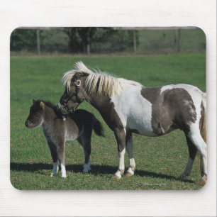 Miniatyrmare- & fölanseende musmatta