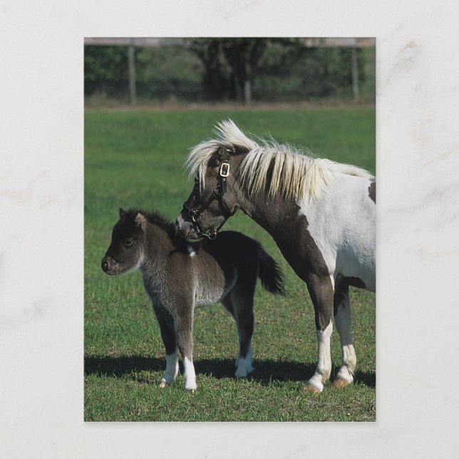 Miniatyrmare- & fölanseende vykort (Framsida)