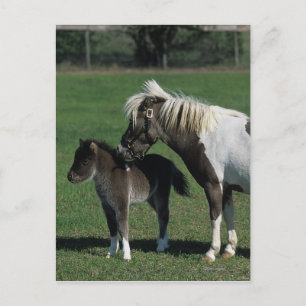 Miniatyrmare- & fölanseende vykort
