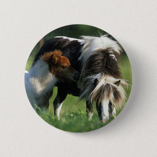 Miniatyrmus och -föl 2 knapp