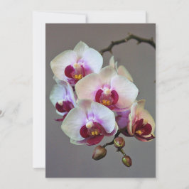 MiniatyrOrchid Inbjudningar
