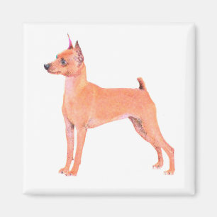 MiniatyrPinscher Magnet