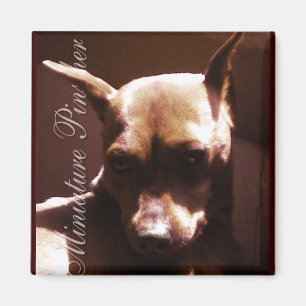 MiniatyrPinscher Magnet