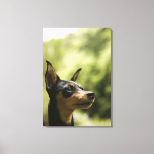 MiniatyrPinscher (Minut-Klämma fast), 2 Canvastryck