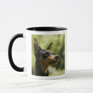 MiniatyrPinscher (Minut-Klämma fast), 2 Mugg
