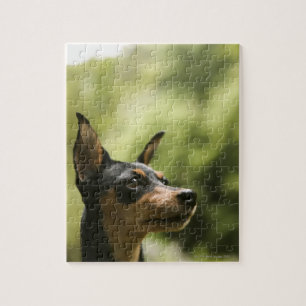 MiniatyrPinscher (Minut-Klämma fast), 2 Pussel