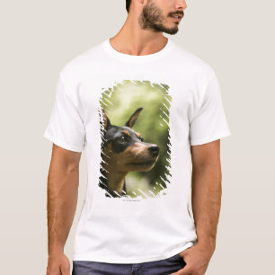 MiniatyrPinscher (Minut-Klämma fast), 2 T Shirt