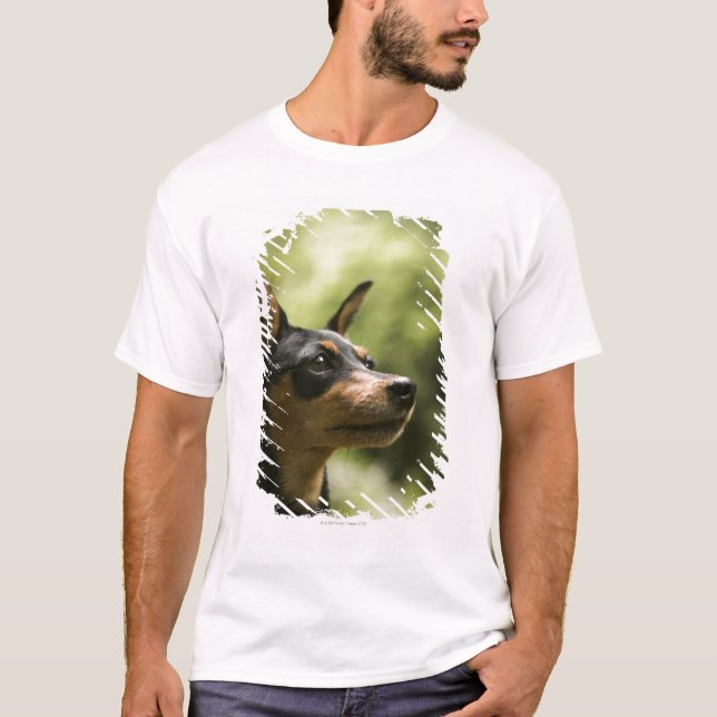 MiniatyrPinscher (Minut-Klämma fast), 2 T Shirt (Framsida)