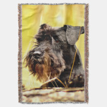 Miniatyrschnauzer
