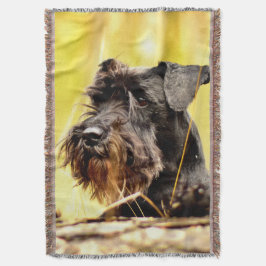 Miniatyrschnauzer Filt