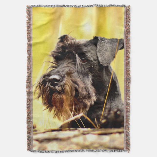 Miniatyrschnauzer Filt (Framsidan Vertikal)