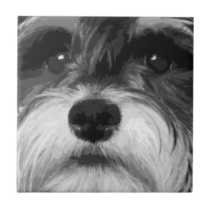 MiniatyrSchnauzer Kakelplatta