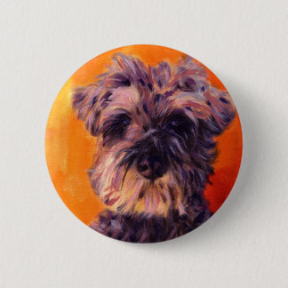 MiniatyrSchnauzer Knapp