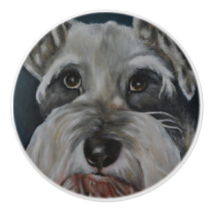 MiniatyrSchnauzer Knopp