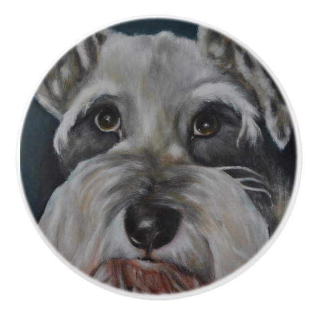 MiniatyrSchnauzer Knopp (Framsidan)